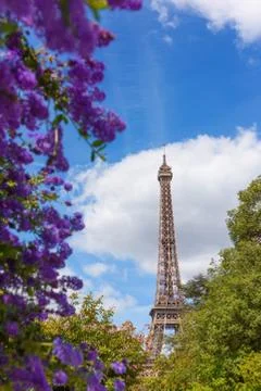 Eiffel Tower through beautiful spring violet flower bushes in Paris France at Stock Photos