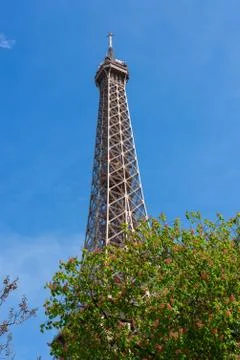 Eiffel Tower through a spring flowering trees in Paris France Stock Photos