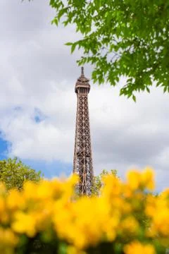 Eiffel Tower through a spring yellow flowers bushes in Paris France Stock Photos