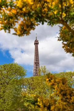 Eiffel Tower through a spring yellow flowers bushes in Paris France Stock Photos