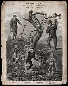 Eight animals of the order Primates, the highest order of mammals. Line eng.. Stock Illustration