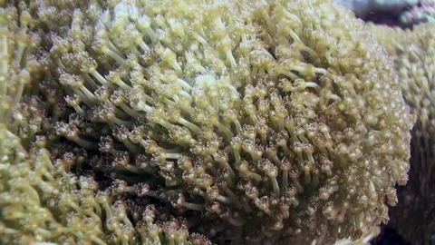 Eight-beam corals close-up move thanks to underwater in Maldives. Stock Footage 233056918