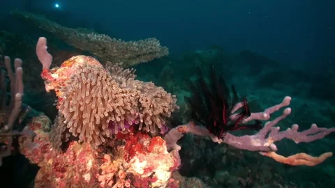 Eight-beam corals move thank to underwater currents and orange fish in Maldives. Video stock 232979384