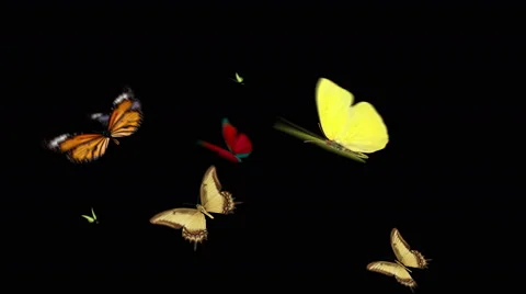 Eight Butterfies flying Stock Footage 44285475