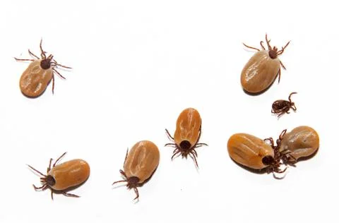 Eight castor bean ticks Stock Photos