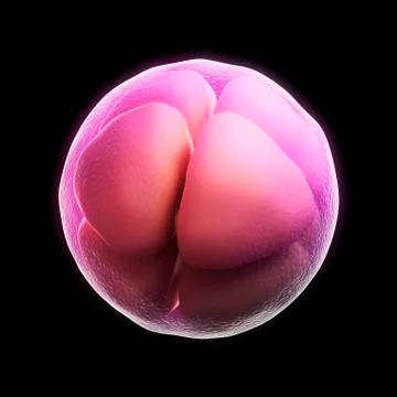 Eight-cell embryo; artwork Stock Illustration