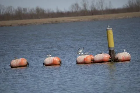 Eight Forster's Terns Stock Photos