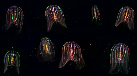 Eight glowing Jellyfish float through the Atlantic Ocean. Stock Footage 46491516