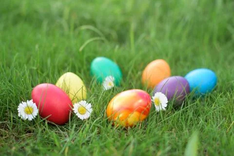 Eight hen colored Colored eggs in a grass - Easter hunt Foto stock