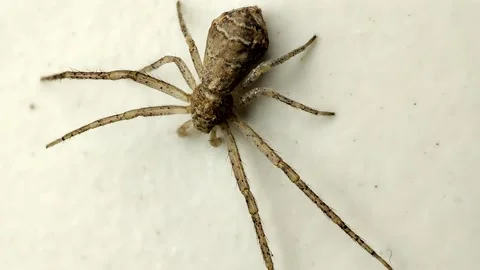 Eight Legs Spider Stock Footage 170286390