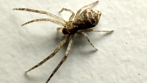 Eight Legs Spider Stock-Footage 170286484