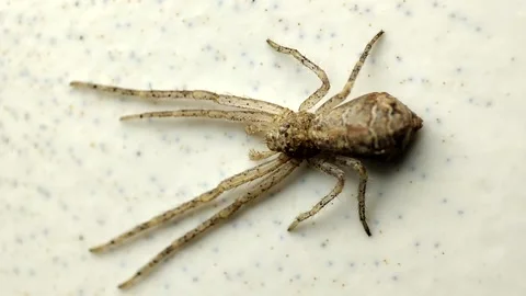 Eight Legs Spider Stock-Footage 170286520