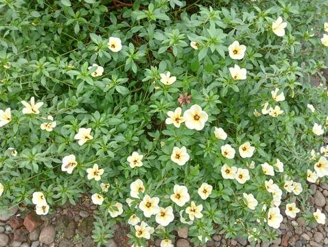 Eight o'clock flowers. Stock Photos