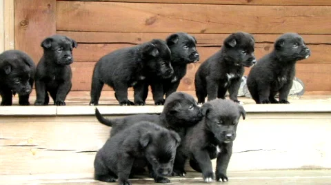 Eight Puppies Stock Footage 573632