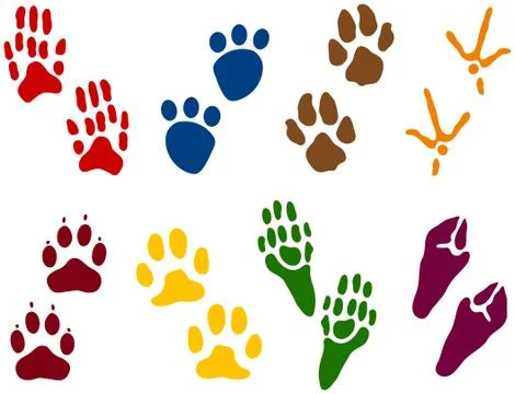 Eight sets of animal tracks Illustration