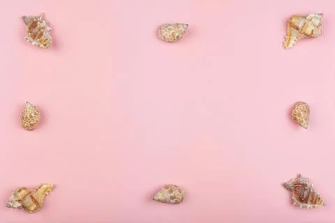 Eight shells on a pink background Stock Photos