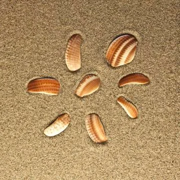 Eight shells in the sand Stock Photos