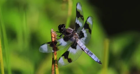 Eight Spot Skimmer Dragonfly Stock Footage 149012841
