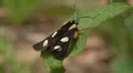 Eight-spotted Forester (Alypia octomaculata) Moth HD Footage