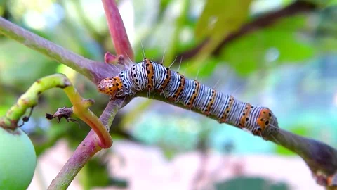 An Eight-spotted Forester caterpillar on grape vines, 4k Stock Footage 340111967