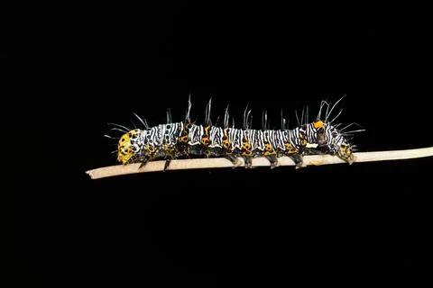 Eight-spotted forester caterpillar insect Alypia octomaculata at night. 스톡 사진