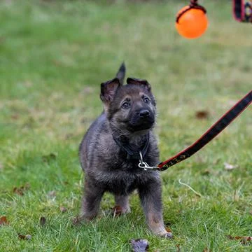 An eight weeks old German Shepherd puppy playing with green grass in the Stock Photos