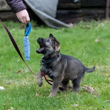 An eight weeks old German Shepherd puppy playing with green grass in the Stock Photos