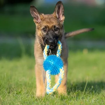 An eight weeks old German Shepherd puppy playing with a toy in green grass Stock Photos