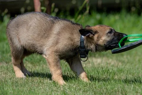 An eight weeks old German Shepherd puppy playing in green grass. Working line Stock Photos