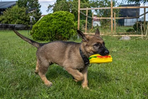 An eight weeks old German Shepherd puppy playing with a toy in green grass Stock Photos