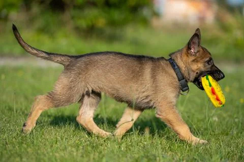 An eight weeks old German Shepherd puppy playing with a toy in green grass Foto stock