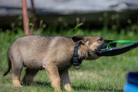 An eight weeks old German Shepherd puppy playing in green grass. Working line Stock Photos