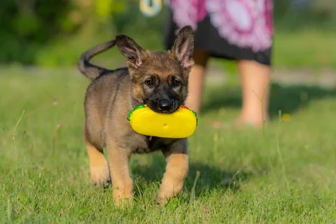 An eight weeks old German Shepherd puppy playing with a toy in green grass Stock Photos