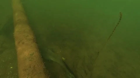 Eight wels catfish resting under a submerged pipe on a lake bed, underwater view Stock Footage 346565173
