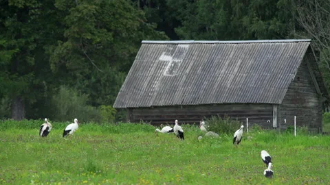 Eight white storks ciconia ciconia are walking in the meadow and feeding. Stock Footage 232242425
