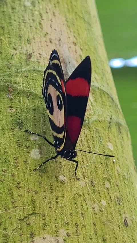 Eighty-Eight Butterfly (Callicore pitheas) Laying Egg Macro Close Up Stock Footage 342103309