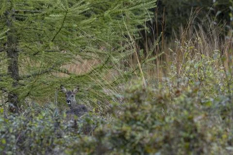 Ein Bockkitz sucht auf einem ehemaligen Windbruch nach Nahrung / Capreolus... Foto stock