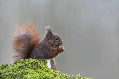 Ein Eichhoernchen isst eine Haselnuss / Sciurus vulgaris Eichhoernchen hal... Fotos de archivo