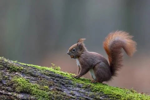 Ein Eichhoernchen isst eine Haselnuss / Sciurus vulgaris Ein Eichhoernchen... Stock Photos