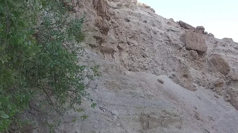 Ein Gedi Ibex 2 Stock Footage 78678224