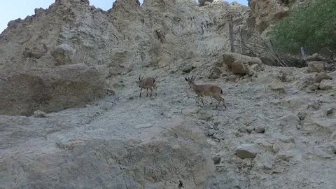 Ein Gedi Ibex 動画素材 78683624