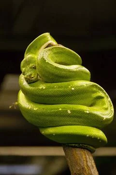  Ein Gruener Baumpython (Chondropython viridis) ruht sich auf einem Baumst... 스톡 사진