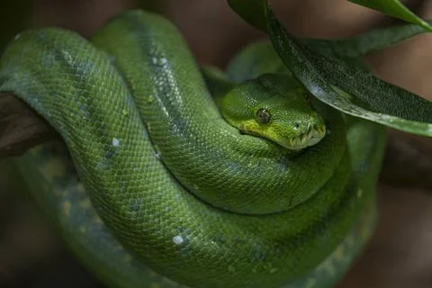  Ein Grüner Baumpython (Morelia viridis) im Tierpark Berlin-Friedrichsfeld.. 스톡 사진