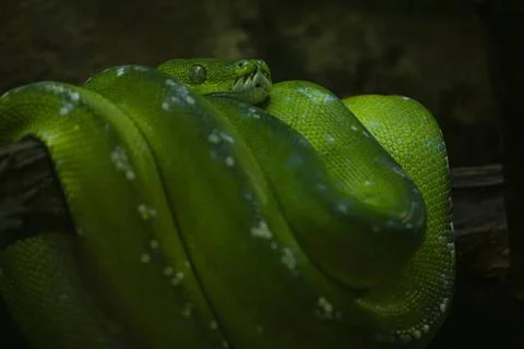  Ein Grüner Baumpython (Morelia viridis) im Alfred-Brehm-Haus im Tierpark .. 스톡 사진