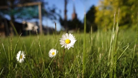 Ein hoher Nadelbaum Stock Footage 194037159