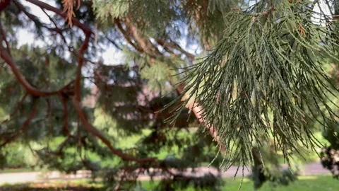 Ein hoher Nadelbaum Stock Footage 194125899