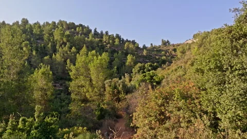 Ein Kerem Deep Forest Jerusalem Sunrise Stock Footage 250473856