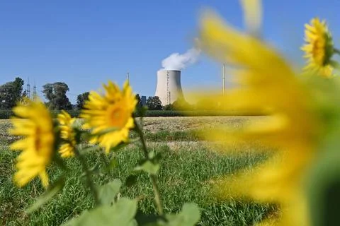 Ein Sonnenblumenfeld,Sonnenblumen vor dem AKW Isar 2. Das Kernkraftwerk Is... Stock Photos