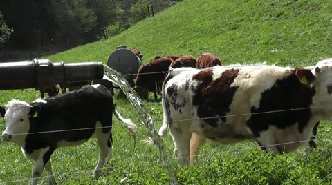 Ein Wasserbrunnen mit Kühe Stock Footage 36333491