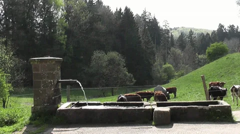 Ein Wasserbrunnen mit Kühe Stock Footage 36333493